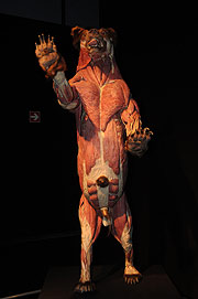 Körperwelten (©Foto: Ingrid Grossmann)